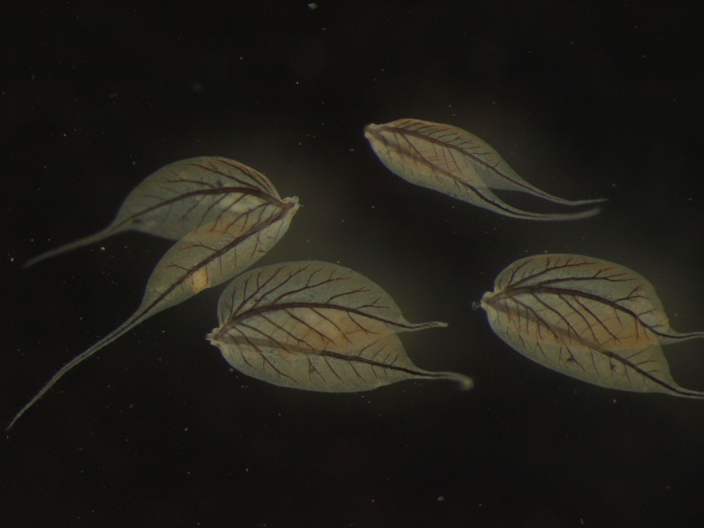 Leptophlebia vespertina 2